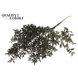QC Ruscus séché | Couleur : Noir | Fleurs séchées de Ruscus | Longueur ± 70 centimètres | 10 tiges par bouquet | Par bouquet