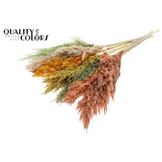 QC Gedroogde Pampas Pluimen “Summer Mix” | Kleur: Gemengde Kleuren | Pampas Droogbloemen | Lengte ± 70 centimeter | 10 pluimen per bos | Per bos