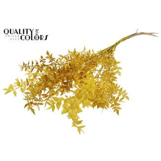 QC Getrockneter Ruscus | Farbe: Gelb | Ruscus Trockenblumen | Länge ± 70 Zentimeter | 10 Zweige pro Bund | Pro Bund