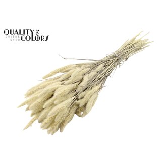 QC Dried Bleached Setaria | Colour: Natural | Setaria Dried Flowers | Length ± 70 centimetres | Weight 210 grams | Per bunch