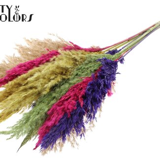 QC Dried Pampas Plumes "Colourful 2" | Colour: Mixed Colours | Pampas Dried Flowers | Length ± 70 centimetres | 10 plumes per bunch | Per bunch