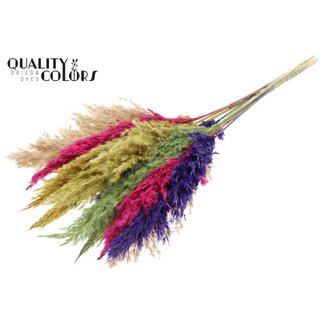 QC Dried Pampas Plumes "Colourful 2" | Colour: Mixed Colours | Pampas Dried Flowers | Length ± 70 centimetres | 10 plumes per bunch | Per bunch