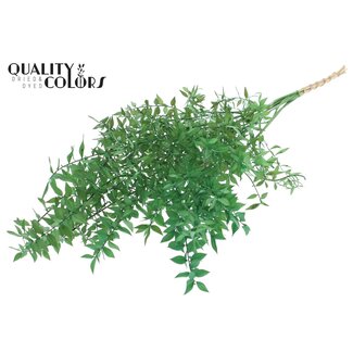 QC Gedroogde Ruscus | Kleur: Lichtgroen | Ruscus Droogbloemen | Lengte ± 70 centimeter | 10 takken per bos | Per bos