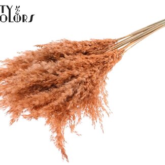 QC Gedroogde Pampas Pluimen | Kleur: Frosted Zalmkleurig | Pampas Droogbloemen | Lengte ± 70 centimeter | 10 pluimen per bos | Per bos