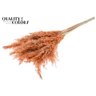 QC Dried Pampas Plumes | Colour: Frosted Salmon | Pampas Dried Flowers | Length ± 70 centimetres | 10 plumes per bunch | Per bunch