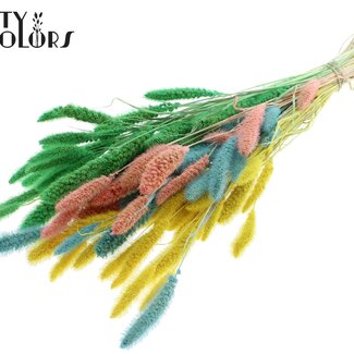 QC Setaria Blanchi Séchée “Pastel Fluor” | Couleur : Couleurs Mélangées | Fleurs Séchées Setaria | Longueur ± 70 centimètres | Poids 210 grammes | Par bouquet