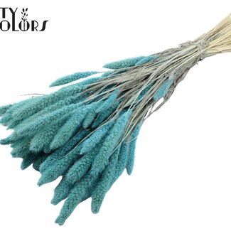 QC Dried Bleached Setaria | Colour: Light Blue | Setaria Dried Flowers | Length ± 70 centimetres | Weight 210 grams | Per bunch