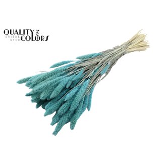 QC Gedroogde Gebleekte Setaria | Kleur: Lichtblauw | Setarea Droogbloemen | Lengte ± 70 centimeter | Gewicht 210 gram | Per bos
