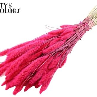 QC Getrocknete Gebleichte Setaria | Farbe: Kirschrot | Setaria Trockenblumen | Länge ± 70 Zentimeter | Gewicht 210 Gramm | Pro Bund