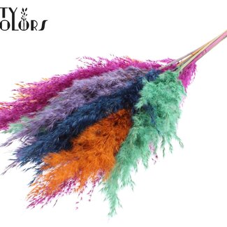 QC Plumes de Pampas Séchées “Neon Dusk” | Couleur : Couleurs Mixtes | Fleurs Séchées Pampas | Longueur ± 70 centimètres | 10 plumes par bouquet | Par bouquet