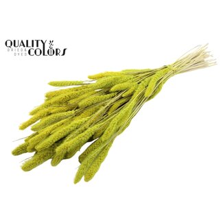 QC Gedroogde Gebleekte Setaria | Kleur: Mintgroen | Setarea Droogbloemen | Lengte ± 70 centimeter | Gewicht 210 gram | Per bos