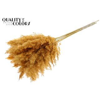 QC Getrocknete Pampasgraswedel | Farbe: Aprikosenfarben | Pampas Trockenblumen | Länge ± 70 Zentimeter | 10 Wedel pro Bund | Pro Bund