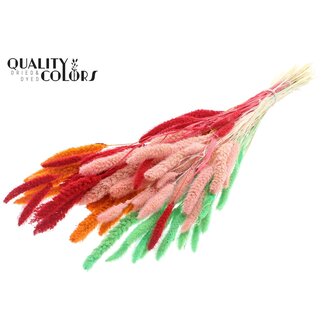 QC Dried Bleached Setaria "Fluor Sorbet" | Colour: Mixed Colours | Setaria Dried Flowers | Length ± 70 centimetres | Weight 210 grams | Per bunch