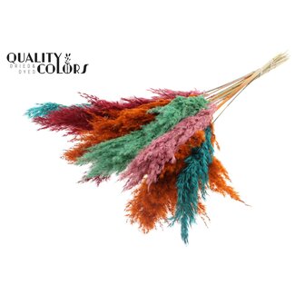 QC Dried Phalaris "Summer Sorbet" | Colour: Mixed Colours | Pampas Dried Flowers | Length ± 70 centimetres | 10 plumes per bunch | Per bunch