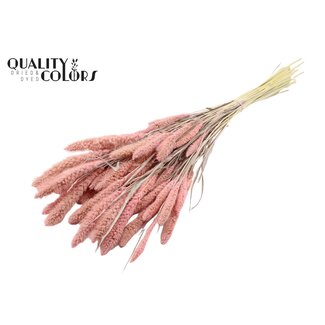 QC Dried Bleached Setaria | Colour: Frosted Pink | Setaria Dried Flowers | Length ± 70 centimetres | Weight 210 grams | Per bunch