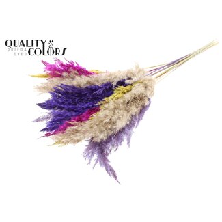 QC Getrocknete Pampasgraswedel „Bunt 11“ | Farbe: Gemischte Farben | Pampas Trockenblumen | Länge ± 70 Zentimeter | 10 Wedel pro Bund | Pro Bund