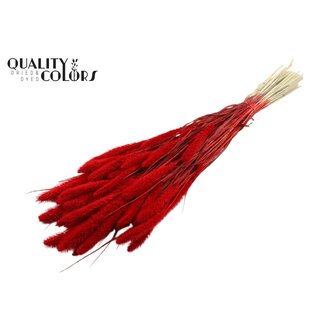 QC Dried Bleached Setaria | Colour: Red | Setaria Dried Flowers | Length ± 70 centimetres | Weight 210 grams | Per bunch