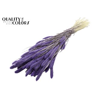 QC Dried Bleached Setaria | Colour: Milka Purple | Setaria Dried Flowers | Length ± 70 centimetres | Weight 210 grams | Per bunch