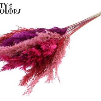 QC Dried Pampas Plumes “Love Mix” | Colour: Mixed Colours | Pampas Dried Flowers | Length ± 70 centimetres | 10 plumes per bunch | Per bunch