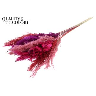 QC Dried Pampas Plumes “Love Mix” | Colour: Mixed Colours | Pampas Dried Flowers | Length ± 70 centimetres | 10 plumes per bunch | Per bunch