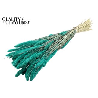 QC Dried Bleached Setaria | Colour: Turquoise | Setaria Dried Flowers | Length ± 70 centimetres | Weight 210 grams | Per bunch