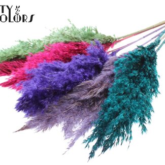 QC Gedroogde Pampas Pluimen “Kleurrijk 7” | Kleur: Gemengde Kleuren | Pampas Droogbloemen | Lengte ± 70 centimeter | 10 pluimen per bos | Per bos