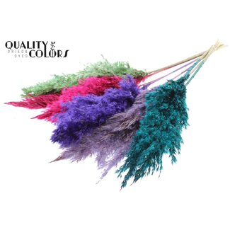 QC Dried Pampas Plumes “Colourful 7” | Colour: Mixed Colours | Pampas Dried Flowers | Length ± 70 centimetres | 10 plumes per bunch | Per bunch