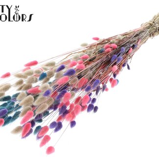 QC Dried Bunny Tails Premium | Colourful 1 | Colour: Mixed Colours | Lagurus Ovatus dried flowers | Length ± 60 centimetres | Weight 60 grams | Per bunch