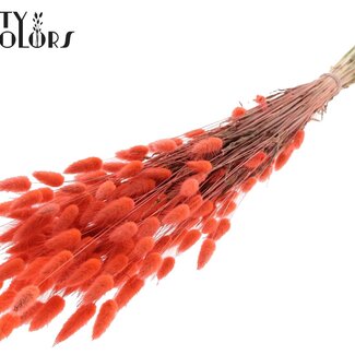 QC Queue de lièvre séchée Premium | Couleur : Corail | Fleurs séchées Lagurus Ovatus | Longueur ± 60 centimètres | Poids 60 grammes | Par bouquet