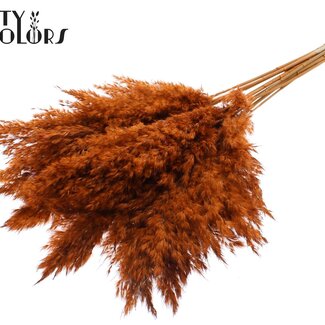 QC Getrocknete Pampasgraswedel | Farbe: Terrakotta | Pampas Trockenblumen | Länge ± 70 Zentimeter | 10 Wedel pro Bund | Pro Bund