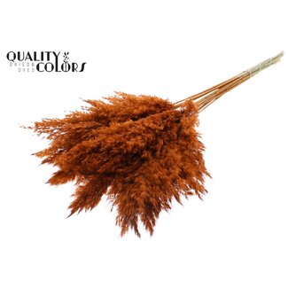 QC Gedroogde Pampas Pluimen | Kleur: Terracotta | Pampas Droogbloemen | Lengte ± 70 centimeter | 10 pluimen per bos | Per bos