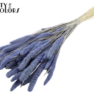 QC Gedroogde Gebleekte Setaria | Kleur: Frosted Milkapaars | Setarea Droogbloemen | Lengte ± 70 centimeter | Gewicht 210 gram | Per bos