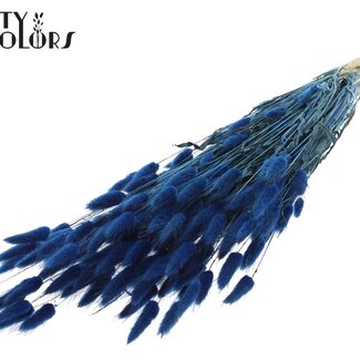 QC Queue de lièvre séchée Premium | Couleur : Bleu | Fleurs séchées Lagurus Ovatus | Longueur ± 60 centimètres | Poids 60 grammes | Par bouquet