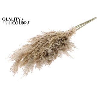 QC Gedroogde Pampas Pluimen | Kleur: Naturelle | Pampas Droogbloemen | Lengte ± 70 centimeter | 10 pluimen per bos | Per bos