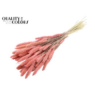 QC Gedroogde Gebleekte Setaria | Kleur: Roze | Setarea Droogbloemen | Lengte ± 70 centimeter | Gewicht 210 gram | Per bos
