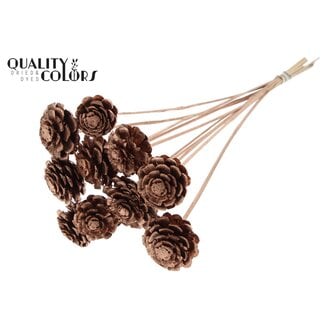 QC Half Pine Cone on Stick | Colour: Copper | Diameter 5 - 7 centimetres | Length ± 50 centimetres | 10 picks per bunch