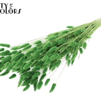 QC Queue de lièvre séchée blanchie Premium | Couleur : Vert | Fleurs séchées Lagurus Ovatus | Longueur ± 70 centimètres | Poids 100 grammes | Par bouquet