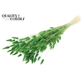 QC Dried Bleached Bunny Tails Premium | Colour: Green | Lagurus Ovatus dried flowers | Length ± 70 centimetres | Weight 100 grams | Per bunch
