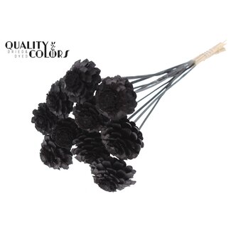 QC Half Pine Cone on Stick | Colour: Black | Diameter 5 - 7 centimetres | Length ± 50 centimetres | 10 picks per bunch