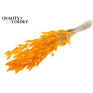 QC Gedroogde Gebleekte Hazenstaartjes Premium | Kleur: Abrikooskleurig | Lagurus Ovatus droogbloemen | Lengte ± 70 centimeter | Gewicht 100 gram | Per bos