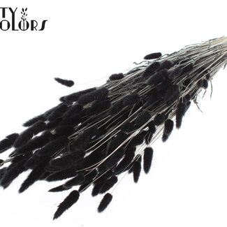 QC Getrocknete Gebleichte Hasenschwänzchen Premium | Farbe: Schwarz | Lagurus Ovatus Trockenblumen | Länge ± 70 Zentimeter | Gewicht 100 Gramm | Pro Bund