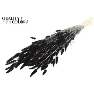 QC Gedroogde Gebleekte Hazenstaartjes Premium | Kleur: Zwart | Lagurus Ovatus droogbloemen | Lengte ± 70 centimeter | Gewicht 100 gram | Per bos