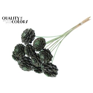 QC Halve Dennenappel op stok | Kleur: Frosted Mintgroen | Diameter 5 - 7 centimeter | Lengte ± 50 centimeter | 10 bijstekers per bos