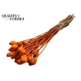 QC Pavot Séché | Couleur : Orange | Papaver Somniferum Fleurs Séchées | Longueur ± 60 centimètres | Poids 200 grammes | Par bouquet