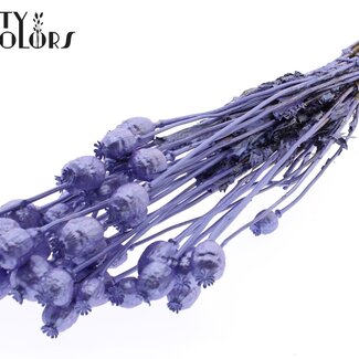 QC Getrockneter Schlafmohn | Farbe: Metallic Lila | Papaver Somniferum Trockenblumen | Länge ± 60 Zentimeter | Gewicht 200 Gramm | Pro Bund