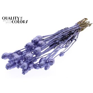 QC Pavot Séché | Couleur : Violet Métallique | Papaver Somniferum Fleurs Séchées | Longueur ± 60 centimètres | Poids 200 grammes | Par bouquet