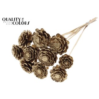 QC Halve Dennenappel op stok | Kleur: Antiek Goudkleurig | Diameter 5 - 7 centimeter | Lengte ± 50 centimeter | 10 bijstekers per bos