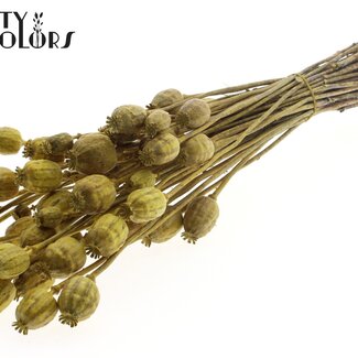 QC Pavot Séché | Couleur : Jaune Métallique | Fleurs Séchées Papaver Somniferum | Longueur ± 60 centimètres | Poids 200 grammes | Par bouquet