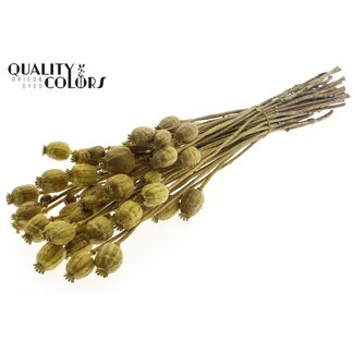 QC Pavot Séché | Couleur : Jaune Métallique | Fleurs Séchées Papaver Somniferum | Longueur ± 60 centimètres | Poids 200 grammes | Par bouquet