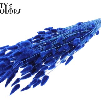QC Queues de lièvre séchées blanchies Premium | Couleur : Bleu | Fleurs séchées Lagurus Ovatus | Longueur ± 70 centimètres | Poids 100 grammes | Par bouquet